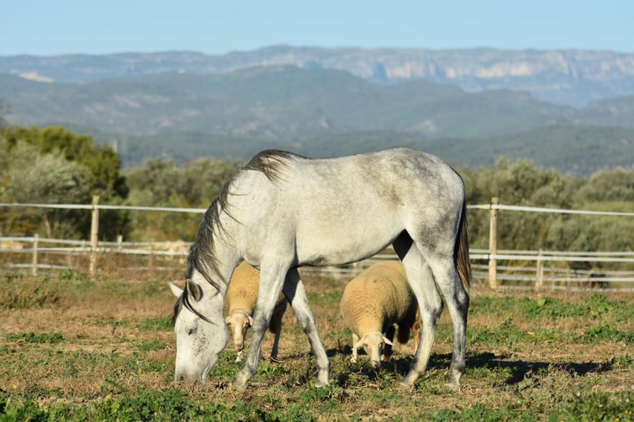 Casa Con Vistas, Piscina Y Animales De Granja, La Caseta Tarragona Kültér fotó